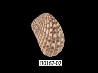 藏品(算盤蛤)的圖片